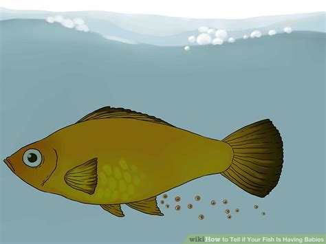 3 Ways to Tell if Your Fish Is Having Babies .